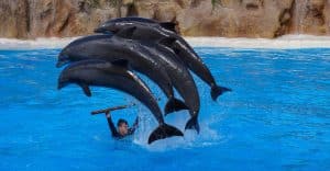 Oplev Tenerife med familien Tenerife