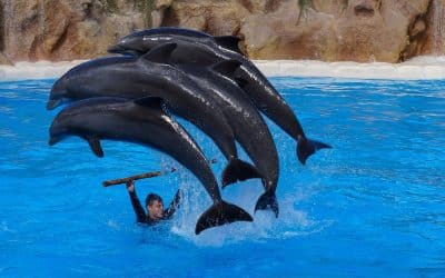 Oplev Tenerife med familien