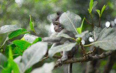 Din guide til Ubud